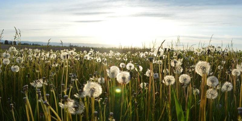 寻音汇古典音乐教学音频库的构建与版权管理策略：从系统化建设到合规运营